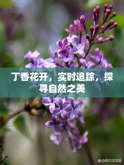 丁香花开，实时追踪，探寻自然之美