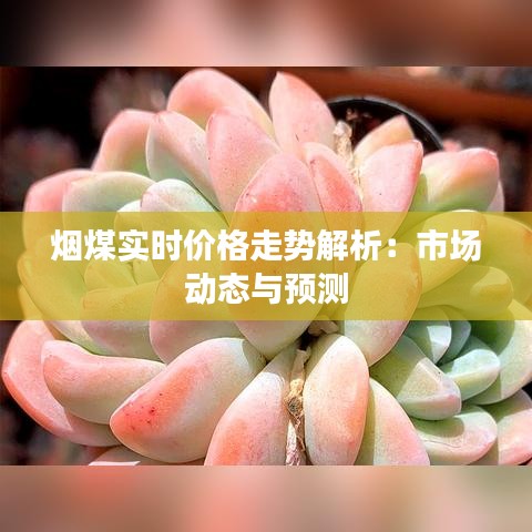 烟煤实时价格走势解析：市场动态与预测