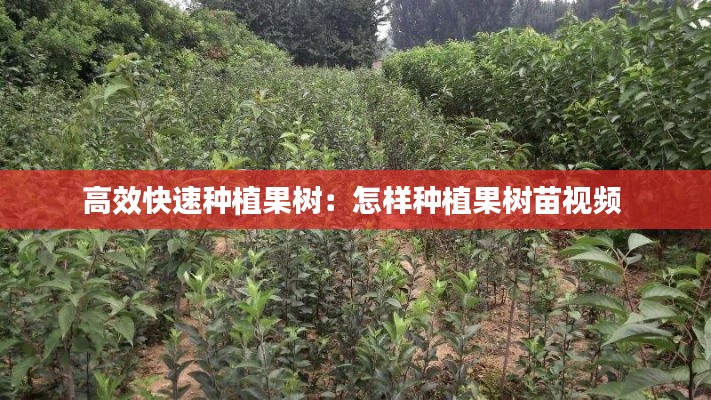 高效快速种植果树：怎样种植果树苗视频 