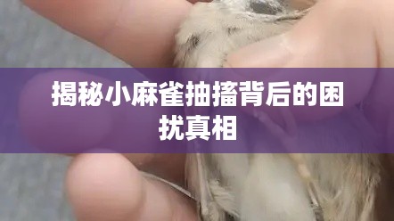 揭秘小麻雀抽搐背后的困扰真相