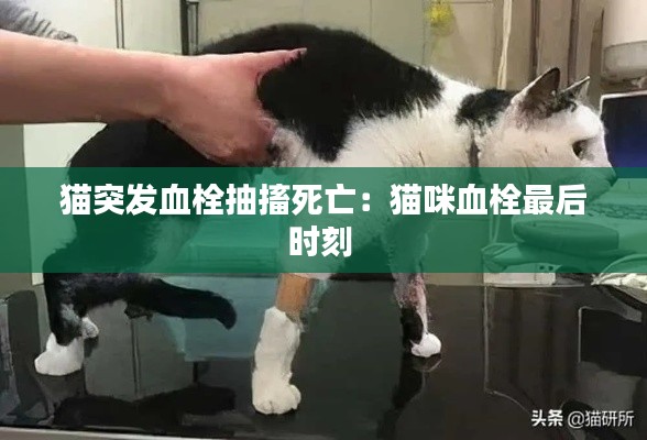 猫突发血栓抽搐死亡：猫咪血栓最后时刻 