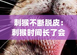 刺猴不断脱皮：刺猴时间长了会掉吗? 