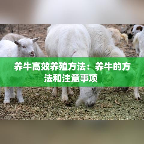 养牛高效养殖方法：养牛的方法和注意事项 