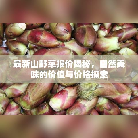 最新山野菜报价揭秘，自然美味的价值与价格探索