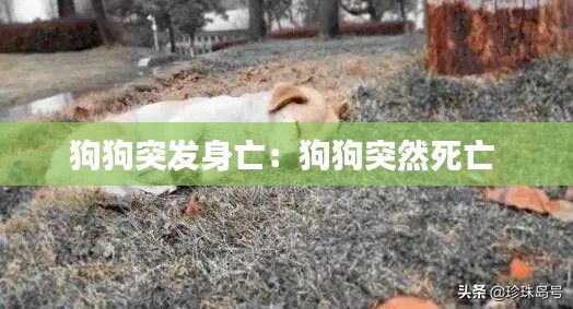 狗狗突发身亡：狗狗突然死亡 