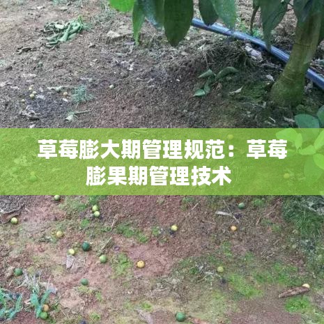 草莓膨大期管理规范：草莓膨果期管理技术 