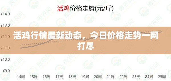 活鸡行情最新动态，今日价格走势一网打尽