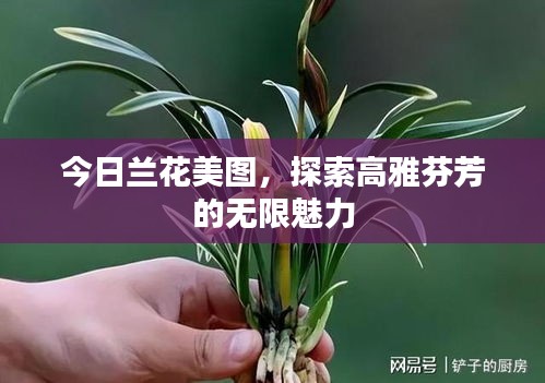 今日兰花美图，探索高雅芬芳的无限魅力