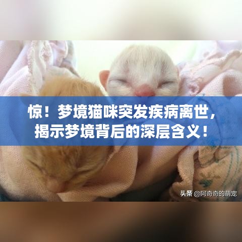 惊！梦境猫咪突发疾病离世，揭示梦境背后的深层含义！