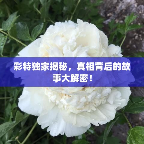 彩特独家揭秘，真相背后的故事大解密！