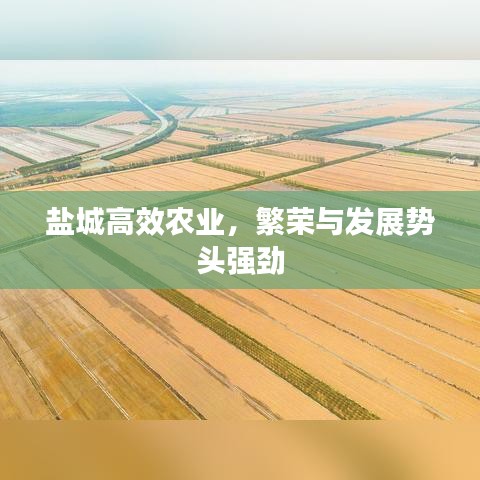 盐城高效农业，繁荣与发展势头强劲