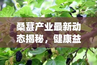 桑葚产业最新动态揭秘，健康益处引领潮流，探索桑葚头条新闻！