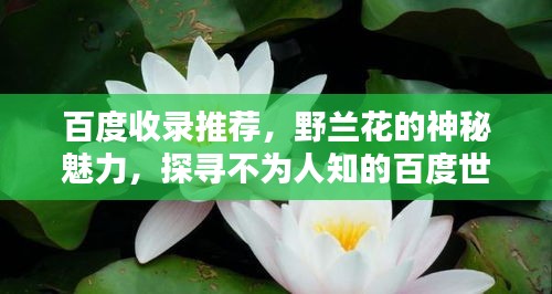 百度收录推荐，野兰花的神秘魅力，探寻不为人知的百度世界！